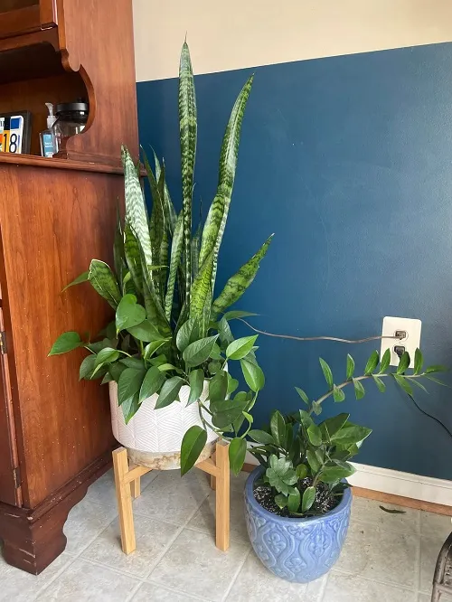 10 Cheap Houseplants That Forgave Every Mistake I Made as a Beginner