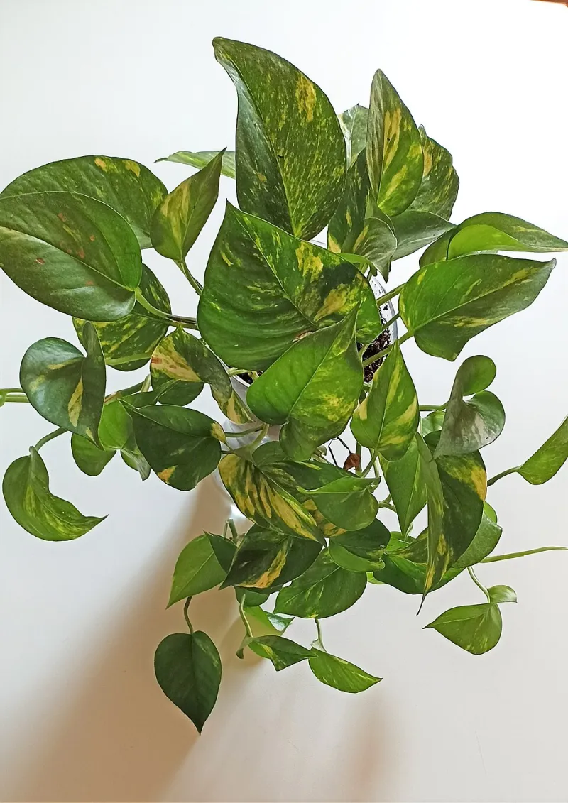 Fluorescent Lights and Three-Day Weekends: Keeping Your Desk Plant Alive Through the 9-to-5