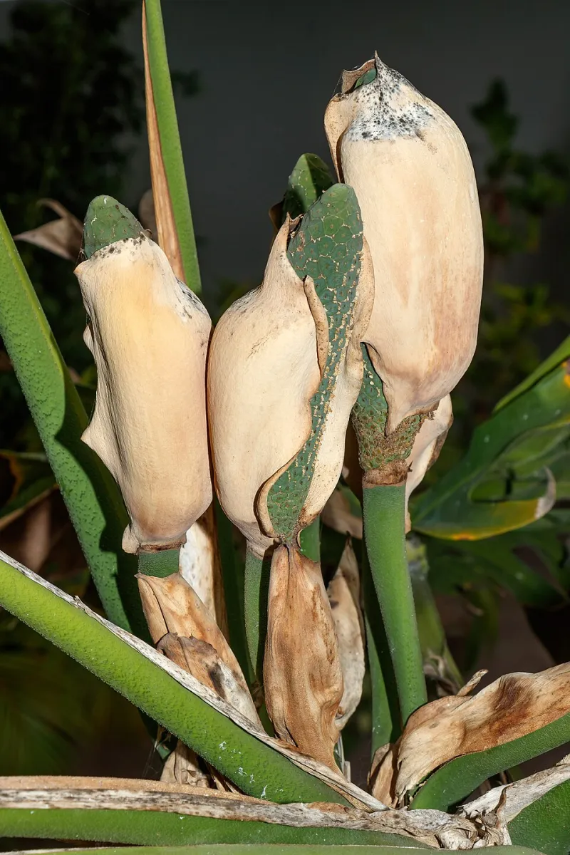 From Freshman to Grad Student: The Four-Semester Plan for Becoming a Houseplant Expert