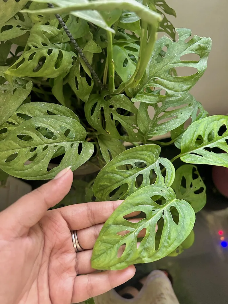 Passport Stamps for Your Plant Shelf: What 7 Global Houseplants' Hometowns Teach You About Watering, Light, and Soil