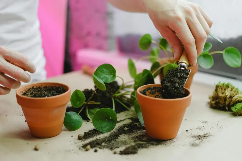 Enroll Your Plant in Summer School: A 12-Week Repotting Curriculum, One Week at a Time