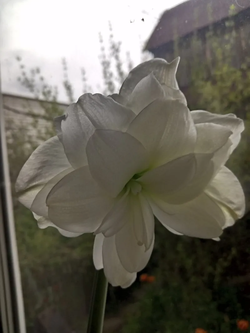East, West, South, North: Enroll Your Plants in the Right Window Class